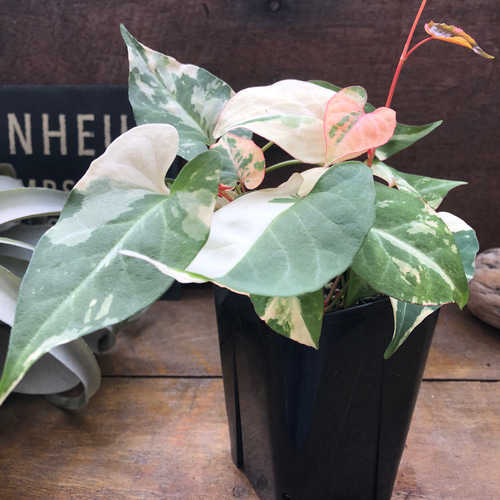 ファロピア　マルチフローラ　バリエガータ☆斑入り☆希少☆B ファロピア：マルチフローラ バリエガータ 3.5号ポット の通販