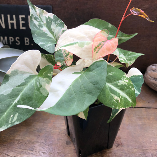 斑入りツルドクダミ♡ファロピア ムルチフローラ バリエガータ リース