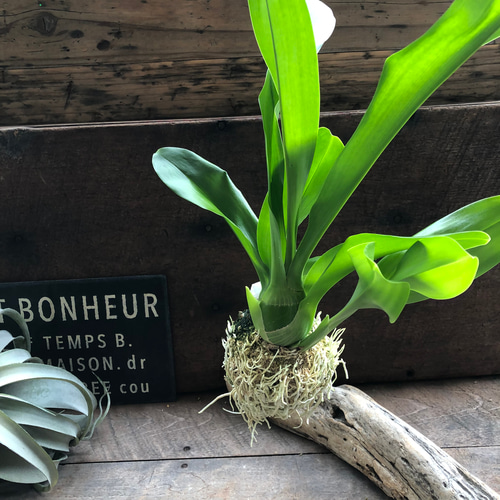 ★もじゃマトフィラム♡コロッケもじゃ♡ グラマトフィラム・スクリプタム ヒヒマヌ もじゃマトフィラム♡コロッケもじゃ♡根っこを楽しむ