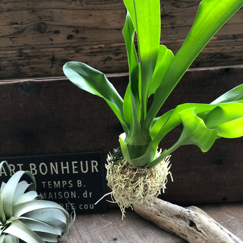 ★もじゃマトフィラム♡コロッケもじゃ♡ グラマトフィラム・スクリプタム ヒヒマヌ もじゃマトフィラム♡コロッケもじゃ♡根っこを楽しむ