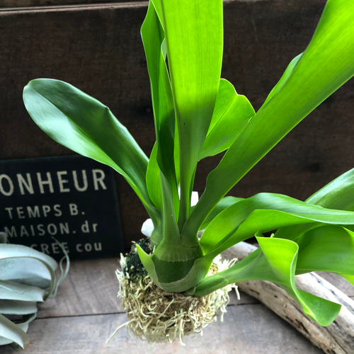 もじゃマトフィラム　グラマトフィラム・スクリプタム ヒヒマヌ　花付き　観葉植物 もじゃマトフィラム♡コロッケもじゃ♡根っこを楽しむ