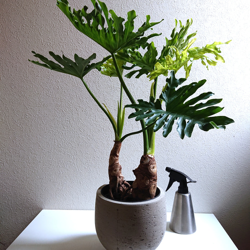 幹立ち フィロデンドロン セローム ゴールドリーフ ファイバー鉢 お皿