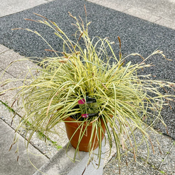 大株 カレックス オシメンシス エヴァロロ 7号鉢（21cm） その他