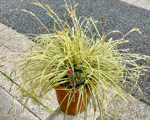 大株 カレックス オシメンシス エヴァロロ 7号鉢（21cm） その他