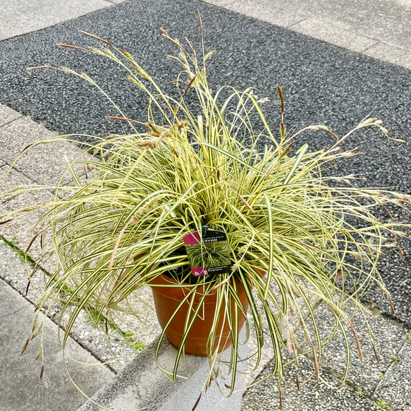 大株 カレックス オシメンシス エヴァロロ 7号鉢（21cm） その他