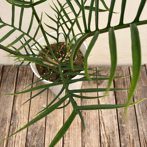 フィロデンドロン＊トータム＊鉢カバー付き＊人気＊観葉植物 アート