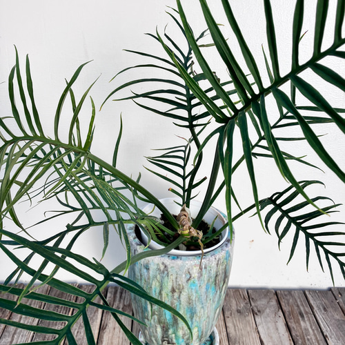 フィロデンドロン＊トータム＊鉢カバー付き＊人気＊観葉植物 アート