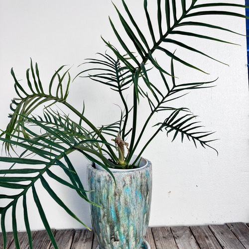 フィロデンドロン＊トータム＊鉢カバー付き＊人気＊観葉植物 アート