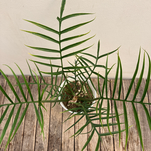 フィロデンドロン＊トータム＊鉢カバー付き＊人気＊観葉植物 アート