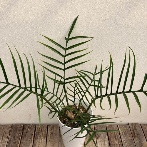 特大　フィロデンドロン　トータム　7号鉢 楽天市場】フィロデンドロン・トータム（トルツム）観葉植物 苗