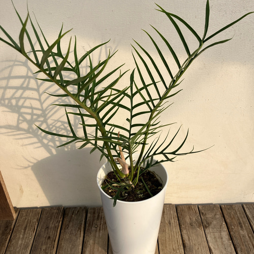 フィロデンドロン＊トータム＊鉢カバー付き＊人気＊観葉植物 アート