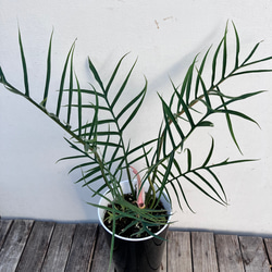 フィロデンドロン＊トータム＊鉢カバー付き＊人気＊観葉植物 アート