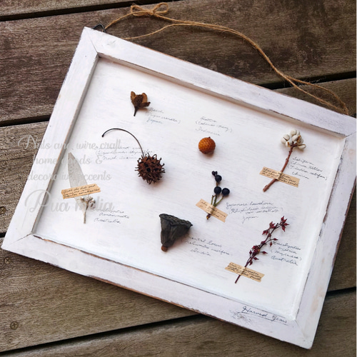 木の実 の コレクション ボード〘Harvest Gems〙 ｜ 標本 植物標本