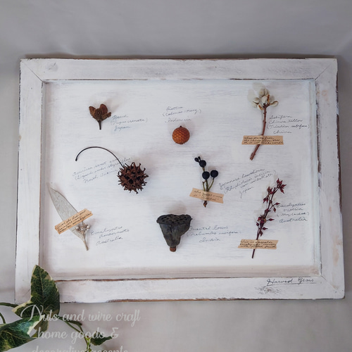 木の実 の コレクション ボード〘Harvest Gems〙 ｜ 標本 植物標本