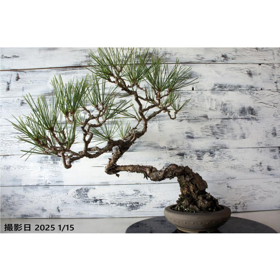 盆栽 『黒松』 和風 インテリア おしゃれ 雑貨 オブジェ 園芸 観葉植物 ガーデニング 011