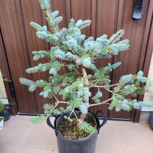 Sale☆ プンゲンストウヒ ホプシー ポット苗 鉢植え 新緑 美形 盆栽