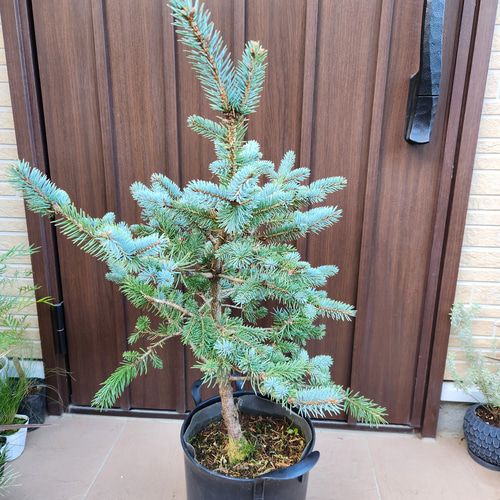 新緑♡ 　プンゲンストウヒ　ホプシー　ポット鉢植え　苗木　苗 Sale☆ プンゲンストウヒ ホプシー ポット苗 鉢植え 新緑 美形