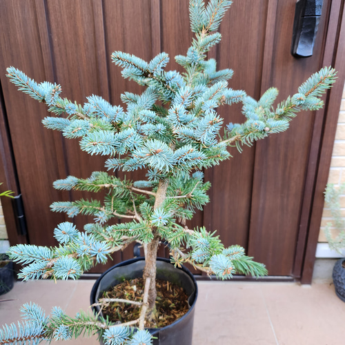 Sale☆ プンゲンストウヒ ホプシー ポット苗 鉢植え 新緑 美形