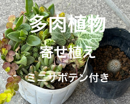 多肉植物の寄せ植えを楽しもう🌱✨ 多肉植物 ミニ寄せ植え 黒