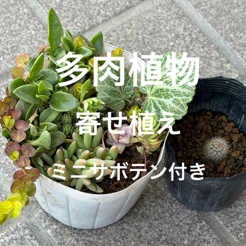 多肉植物 ミニ寄せ植え 黒のビニールポットごとで発送です 多肉植物