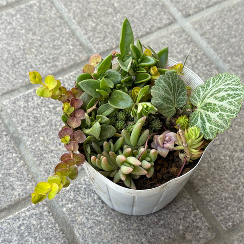 多肉植物 寄せ植え ミニサボテン付き ポット ＊ 室内 ベランダ