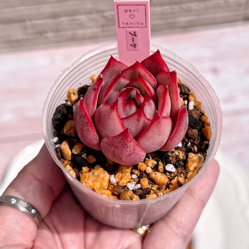 多肉植物 ブーケ 韓国苗 多肉植物 pariʚ❤︎ɞtaniku 通販