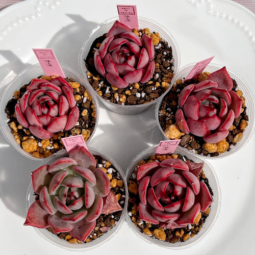 多肉植物 ブーケ 韓国苗 多肉植物 pariʚ❤︎ɞtaniku 通販