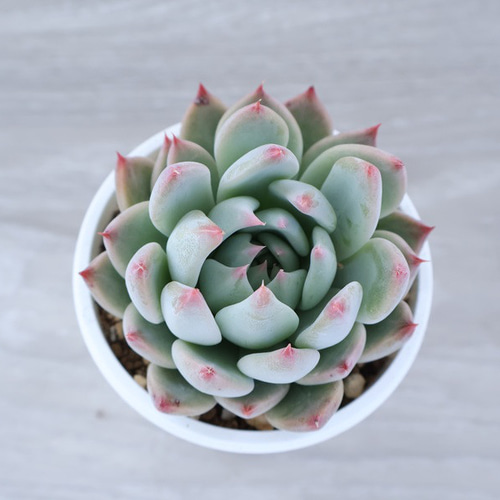 多肉植物韓国苗 チワワエンシスシュガーハート 3号ポット 多肉植物 I