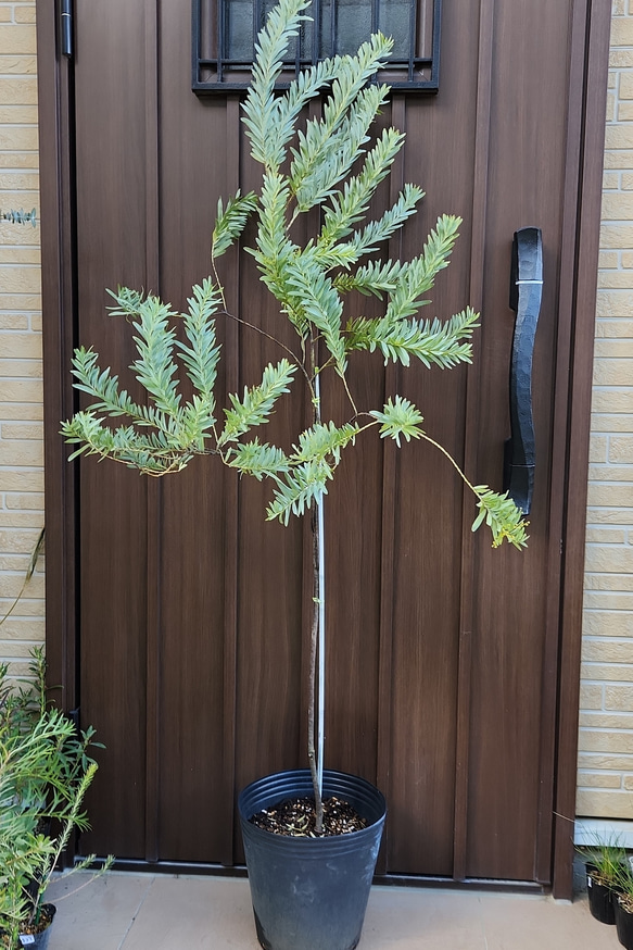 アカシア ミモザ ブルーブッシュ 苗 花芽付き アカシアブルーブッシュ