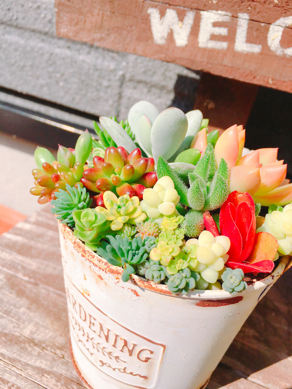 多肉植物寄せ植え そのまま飾れます 多肉植物 はなちかちゃん