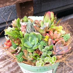 多肉植物寄せ植え そのまま飾れます 多肉植物 はなちかちゃん 通販