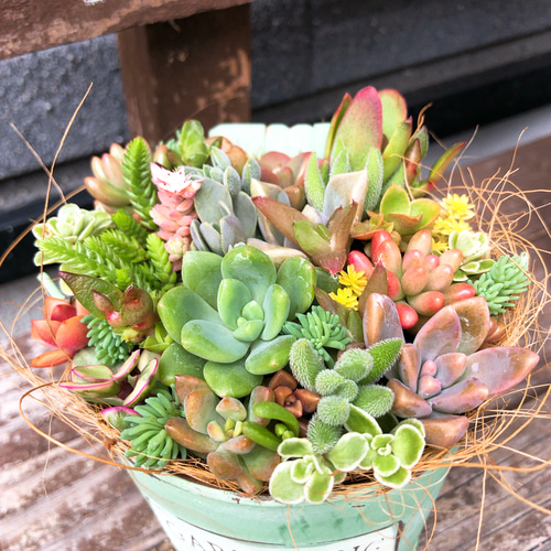 多肉植物寄せ植え そのまま飾れます 多肉植物 はなちかちゃん