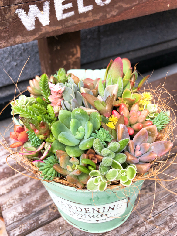 多肉植物 ♡そのまま飾れる寄せ植え♡豪華4点セット♬*° そのまま飾れる多肉植物寄せ植え 多肉植物 ba-boo house 通販
