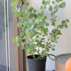 【シルバープリンス コウム 原種シクラメン】シルバーリース寄植え シルバープリンス コウム 原種シクラメン】シルバーリース寄植え