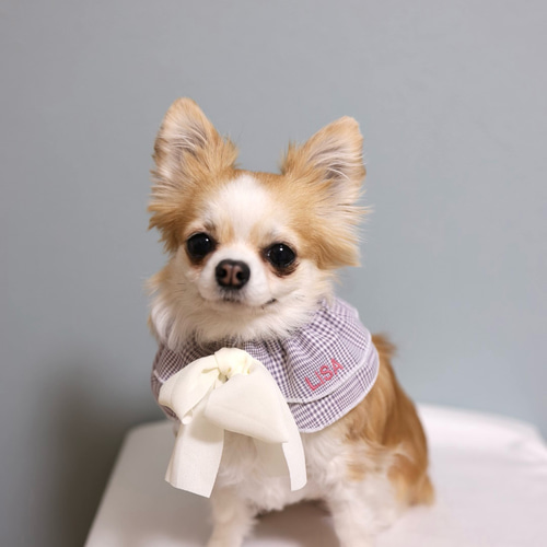 犬スタイ 猫スタイ 名前 シフォンのリボンが可愛いスタイ チェック