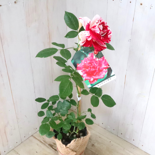 マーブル模様♡センチメンタル♡バラ♡四季咲き♡ アートフラワー nico