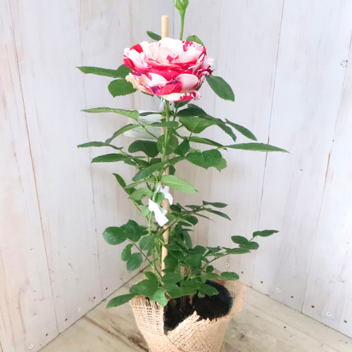 マーブル模様♡センチメンタル♡バラ♡四季咲き♡ アートフラワー nico