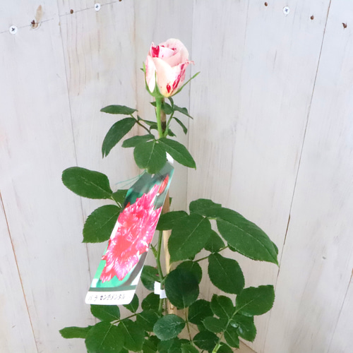 布花作品♡チャーミングな薔薇たち Amazon｜Chuxinプリザーブドフラワー 枯れないお花 生花のような