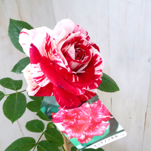 布花作品♡チャーミングな薔薇たち ラナンキュラス 押し花｜花材セット 】F-233 | BLOOM MAISON