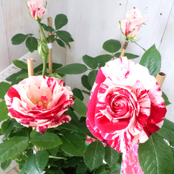 布花作品♡チャーミングな薔薇たち 布花 いろんな薔薇の花束を アートフラワー 布花 suMire-bouquet