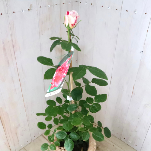 マーブル模様♡センチメンタル♡バラ♡四季咲き♡ アートフラワー nico