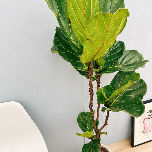 現品］5番 カシワバゴムの木 フィカス リラータ ストレート 8号 大型