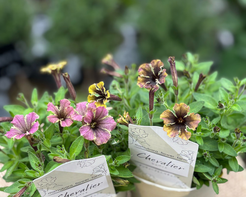 ◇ボリューム満点◇アンティークモカグリーンペチュニア5号鉢