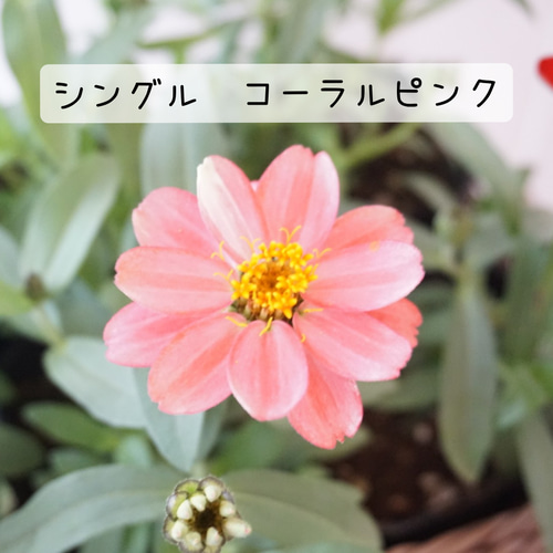 受注製作5/30まで】ジニアの寄せ植えバスケット 母の日 寄せ植え 鉢花