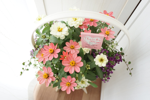 受注製作5/30まで】ジニアの寄せ植えバスケット 母の日 寄せ植え 鉢花