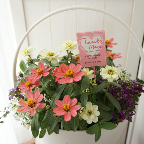 受注製作5/30まで】ジニアの寄せ植えバスケット 母の日 寄せ植え 鉢花