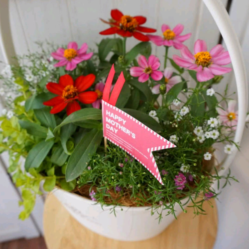 受注製作】ジニアの寄せ植えバスケット 母の日 寄せ植え 鉢花 フラワー