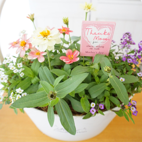 母の日　寄せ植え　多肉植物　寄せ植え　バスケット　☆ 母の日寄せ植え多肉植物寄せ植えバスケット☆