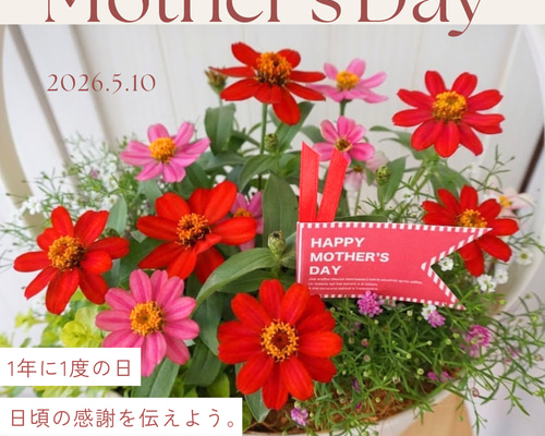 受注製作】ジニアの寄せ植えバスケット 母の日 寄せ植え 鉢花 フラワー