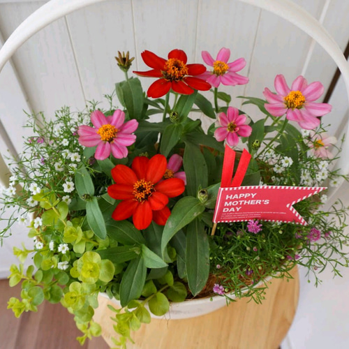 受注製作】ジニアの寄せ植えバスケット 母の日 寄せ植え 鉢花 フラワー